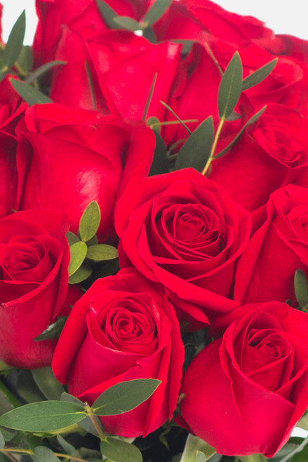 Amor con Rosas / Rosa Roja MORELIA