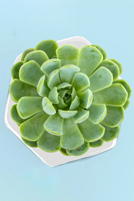 Suculenta / Planta QRO.