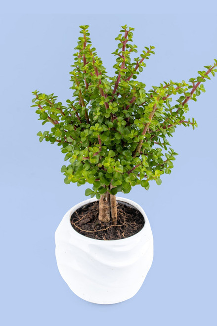 Árbol de la Abundancia / Planta QRO.