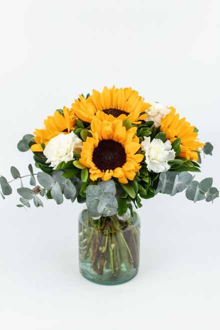 Cuando Calienta el Sol / Girasol y Clavel Blanco PDC