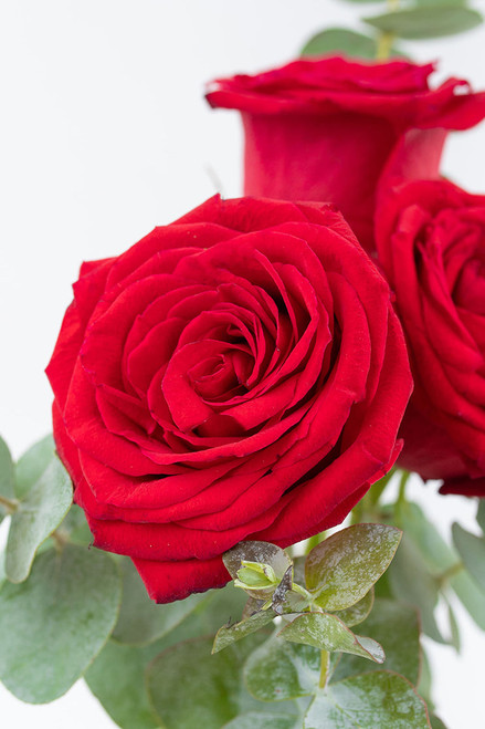 Bella / Tres Rosas Rojas PUEBLA.