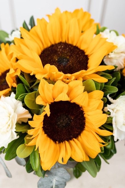 Cuando Calienta el Sol / Girasol y Clavel Blanco | 21SF (A)