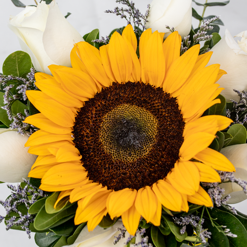 Puesta de Sol / 1 Girasol y Rosa Blanca | 21SF (M)