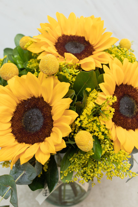 Eterna Primavera / Girasol y Craspedia 21SF CUN