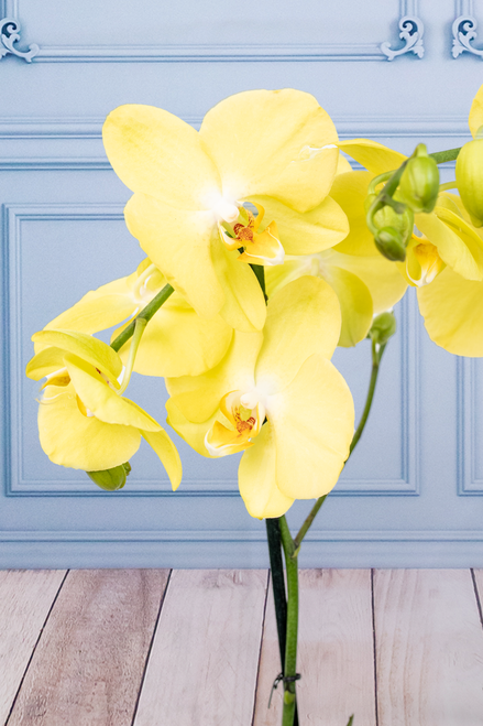 Orquídea Amarilla - En Maceta Blanca | Mercado Jamaica 21S