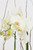 Todo Mi Cariño / Orquídea Blanca CABOS