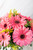 Chispitas de Gerberas / Gerbera Rosa CABOS