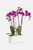 Todo Mi Cariño / Orquídea Morada TGZ