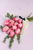 Ramo 12 Rosas Rosas / Envoltura Yute TGZ
