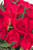 Amor con Rosas / Rosa Roja PTO. ESCOND.