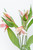 Paquete de Astromelia Rosa