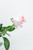 Paquete de 24 Rosas Rosa (Caricia)