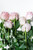 Paquete de 24 Rosas Rosa (Caricia)