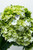 Paquete Hortensia Verde