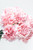 Paquete de Clavel Rosa