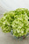 Centro de Mesa 6 - Hortensia con Florero