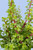 Árbol de la Abundancia - Planta