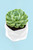 Suculenta - Planta