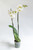 Orquídea Blanca / Sin Maceta GDL