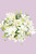 Casa Blanca / Lilium Blanca CUN