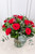 Amor Perfecto / Rosa Roja PACH.