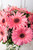 Dulce Primavera / Gerbera Rosa PACH.