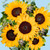 Sonrisa de Sol / Girasoles V. BRAVO