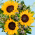 Sonrisa de Sol / Girasoles SLP