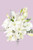Casa Blanca / Lilium Blanca CUERNAVACA