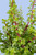 Árbol de la Abundancia / Planta QRO.
