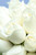 Amor y Paz / Rosa Blanca QRO.