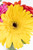 Pequeño Arcoiris / Gerbera de Colores QRO.