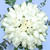 Amor y Paz / Rosa Blanca CAMP