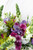Aurora Boreal / Lisianthus Morada, Morelianas y Perrito Blanco PDC
