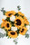 Cuando Calienta el Sol / Girasol y Clavel Blanco PDC