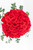 La Vida en Rosa / Rosas Rojas PUEBLA.