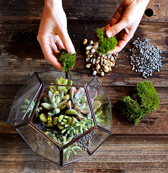 Do It Yourself Geometric Terrarium