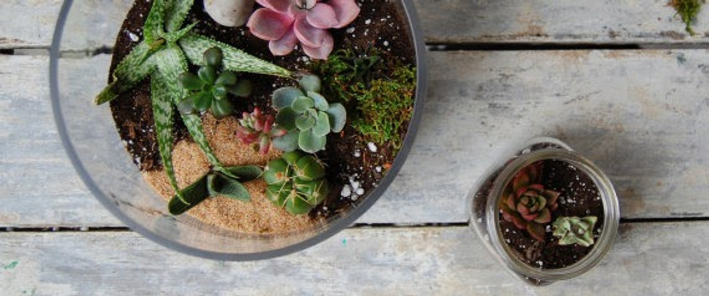 DIY: Summertime Terrarium