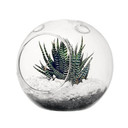 HCH0106NH - Globe Terrarium / No Hook - 6.5"