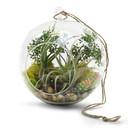 HCH0108 - Clear Hanging Glass Terrarium - 9"