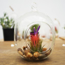 HCH0506 - Clear Cylindrical Hanging Glass Terrarium 5" x 6" (12 pcs/case)