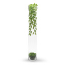 VCY0535 - Cylinder Glass Vase - 5"x35" (2 pcs/case)