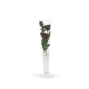 VTV0420 - Pilsner Glass Trumpet Vase- 20"