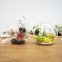 HCH0808 - Crosswinds Double Sided Opening Terrarium - 8" H
