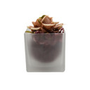 Everyday Cube Glass Vase / Candle Holder - 5" (Various Colors)