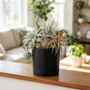 CYL7507BK - Black Ceramic Cylinder Vase - 6.75"H