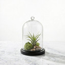 VDM0406BB - Medium Glass Cloche with Base - 5.7"
