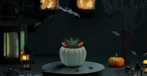 Spooky vibes meet succulent style