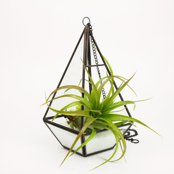 GET0610BK Tall Black Raised Pyramid Geometric Glass Terrarium. 9.5"H - (9 pcs)