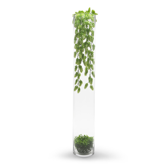 VCY0535 - Cylinder Glass Vase - 5"x35" (2 pcs/case)